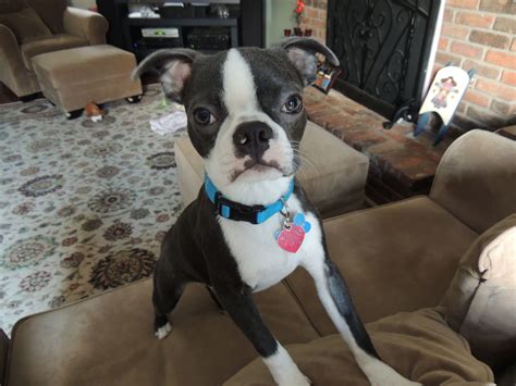 How To Help Boston Terrier Ears Stand Up
