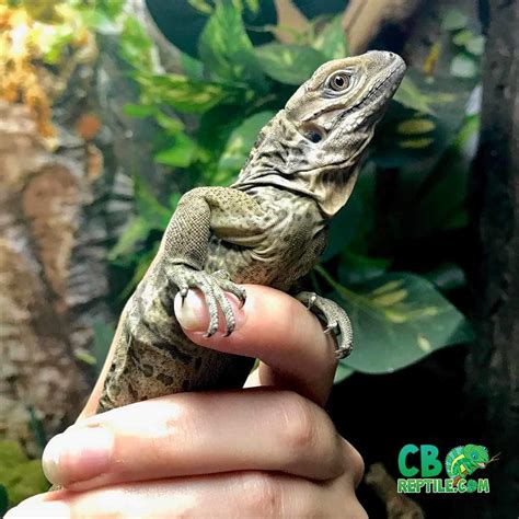 Which would be a better pet to care for? Rhino iguana for sale | baby rhinoceros iguanas for sale ...