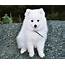 Japanese Spitz  Puppies Rescue Pictures Information Temperament