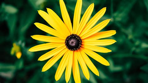Desktop Wallpaper Yellow Daisy Flower Bloom Petals Hd Image
