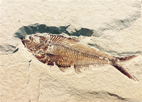 Petrified Fish Fossil 1309445 Stock Photo At Vecteezy