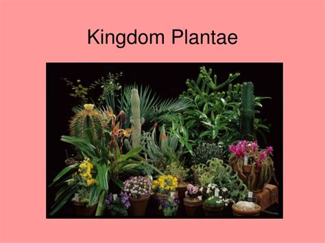 Ppt Kingdom Plantae Powerpoint Presentation Free Download Id9157832