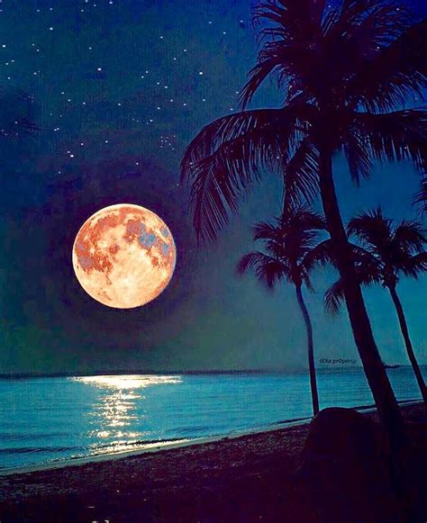 Tropical Nights Moon Moon Moon Art Blue Moon Orange Moon Beautiful
