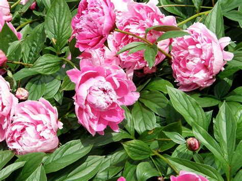 Deshalb ist es viel besser, im herbst pfingstrosen zu pflanzen. Pfingstrosen - pflanzen, pflegen, vermehren | Gartentipps
