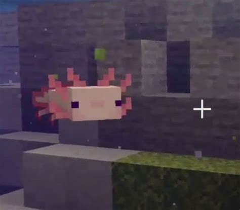 View 15 Clean Minecraft Axolotl Memes Sekosnewall