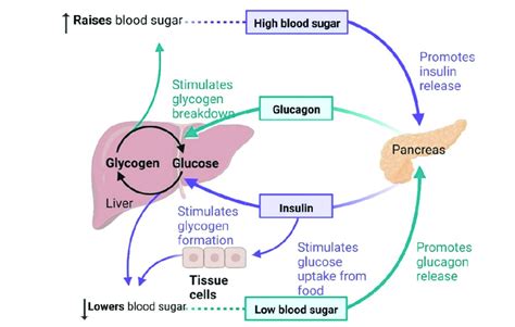Regulation Of Blood Glucose Occurs Through Insulin Regulation Of Blood Download Scientific