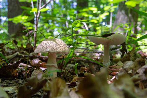 Edible Mushroom Amanita Rubescens In Spruce Forest Known As Blusher