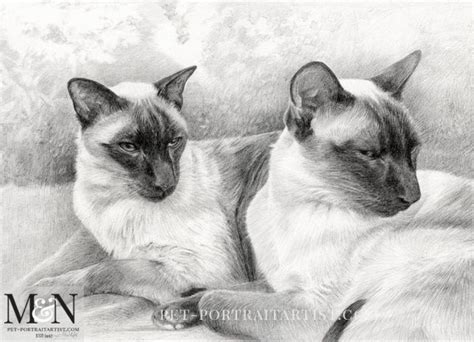 Siamese Cat Pencil Drawing 1 Melanie And Nicholas Pet Portraits