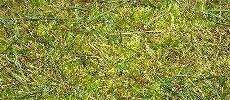 Are moss lawns better than grass? 5 Tips to Controlling Moss In Your Lawn | Spring-Green blog