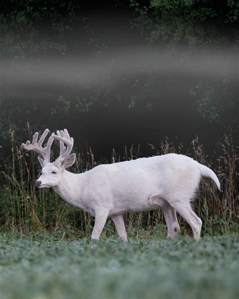 Ghost Deer Deer Pinterest