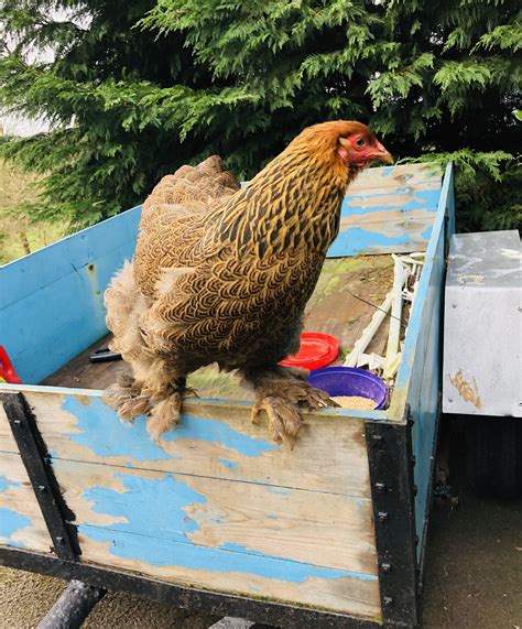 Golden Brahma Hen Backyard Chickens Learn How To Raise