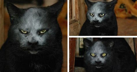 This Cat Got Covered In Flour And Now Looks Like A Demon Cats Scary