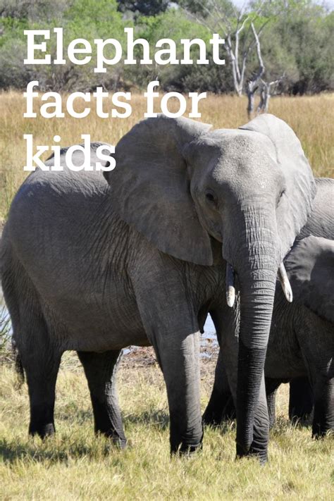 Kids Pick Elephant Facts For Kids Kids Play And Create Elephant