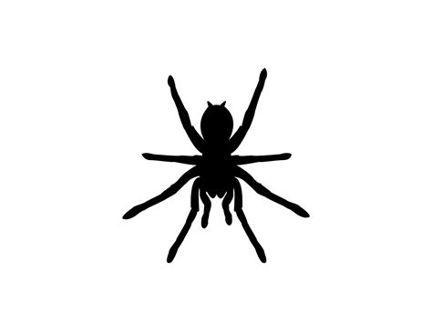 Silhouette Of A Tarantula Spider On A White Background Animal Clipart