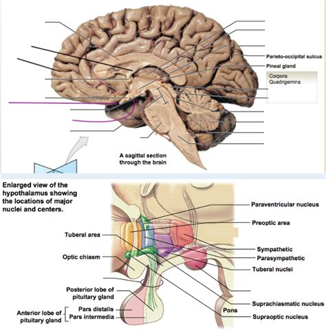 Ch16 Diagram Features Of Brain Sagittal Cut Diagram Quizlet