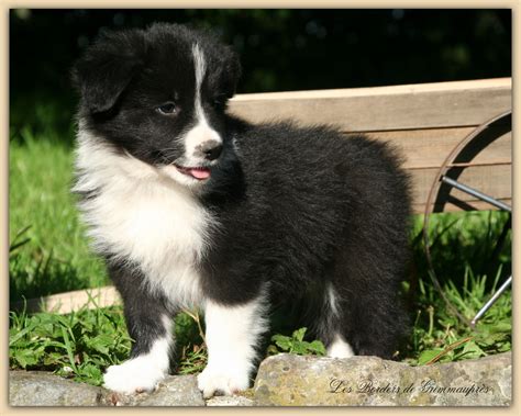 Filechiot Border Collie Femelle De Lélevage De Grimmauprès