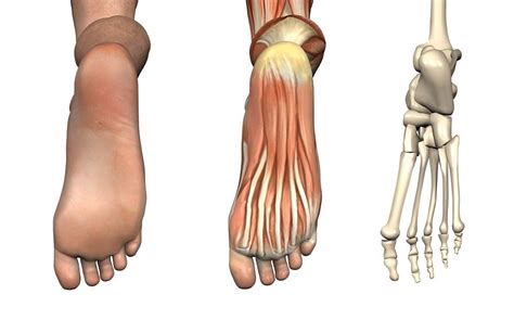 Why Rolling The Bottom Of Your Foot Is So Important Thrive Now