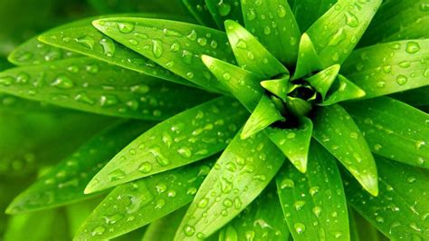 Green Plants Wallpapers Top Free Green Plants Backgrounds