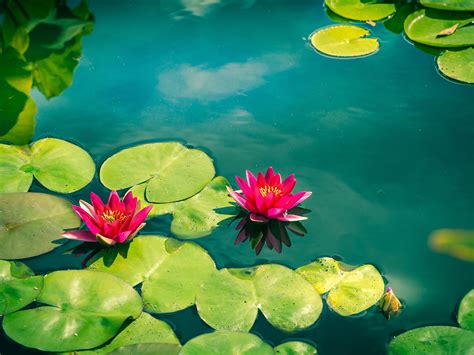 Pink Water Lilies Photo Hd Wallpaper Preview