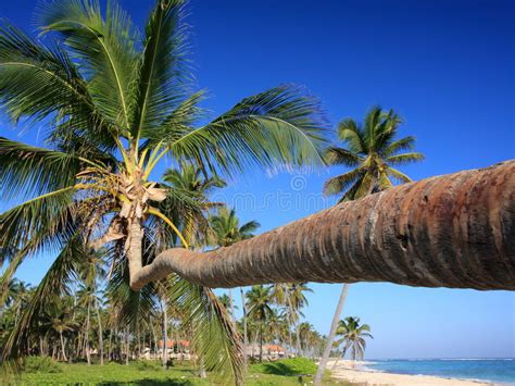 Palm Trees And Tropical Beach Stock Image Image Of Tree Sand 12624545