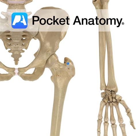 Femur Greater Trochanter Pocket Anatomy
