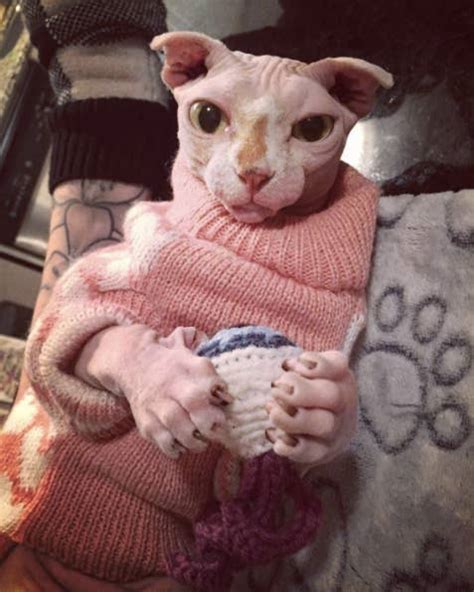 16 Funny Memes About Hairless Cats Factory Memes