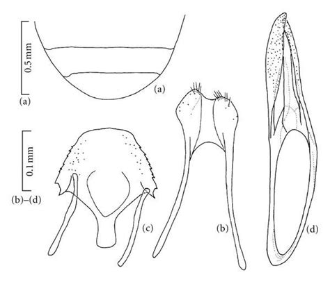 Hydrocyphon Klapperichi Spn Holotype Male A Sternites Vvii B