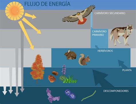 Ecosistemas Qué Son Tipos Y 101 Ejemplos Ovacen Science Map