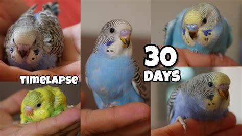 Growth Stages Of 5 Baby Budgies 🐣 Youtube