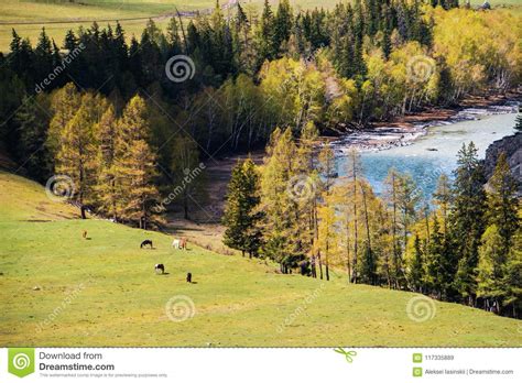 Incredible Landscape Valley Of The Altai Mountains With Trees Horse