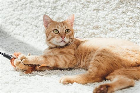 Are Orange Cats Dumb It Is A Fable Best Cat Breeds