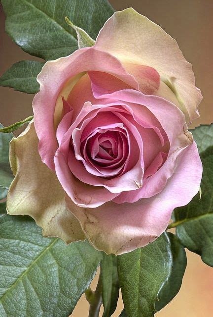 17 Best Images About Pink Roses The Most Beautiful Flower In The