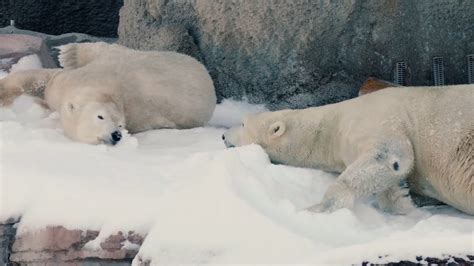 Polar Bears Play In The Snow Video