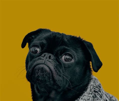 Puppy Dog Eyes Dog Eyebrows Evolved To Emotionally Manipulate Humans