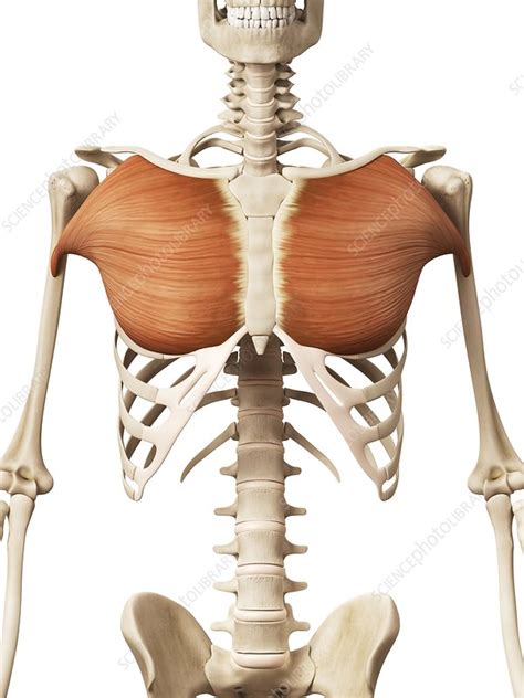 Human Chest Muscles Illustration Stock Image F0127789 Science