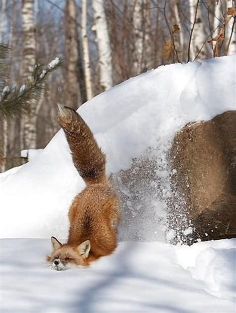 35 Pictures Of Animals Playing With Snow