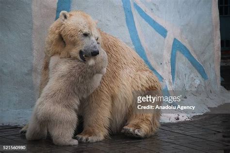 Polar Bear Cub Kai Plays With Her Mother Gerda In The Novosibirsk