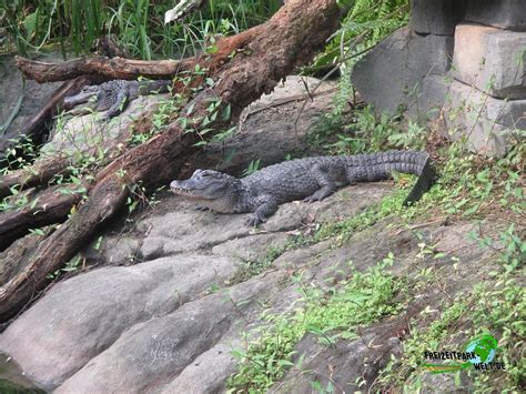 China Alligator Wildlands Adventure Zoo Emmen Freizeitpark Weltde