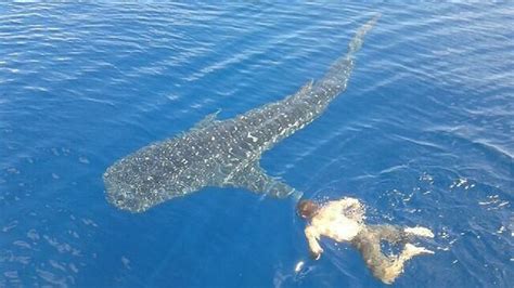 Swimming With A Whale Shark On The Great Barrier Reef