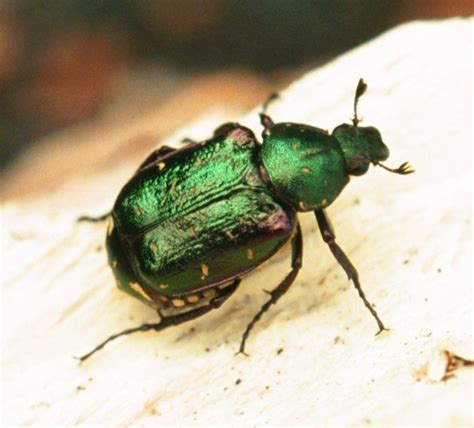 Noble Chafer Matt Smith Peoples Trust For Endangered Species