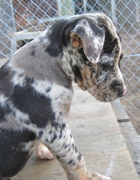 1000 Images About Catahoula Love On Pinterest Shelters Catahoula
