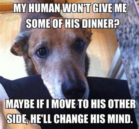 Stuff That Only Dog Owners Can Totally Relate To 29 Pics