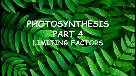 Ccea Gcse Biology Unit Photosynthesis Limiting Factors Youtube