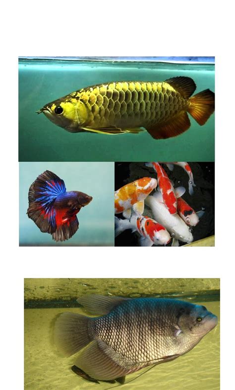 Definisi Ikan Menurut Para Ahli Delinewstv