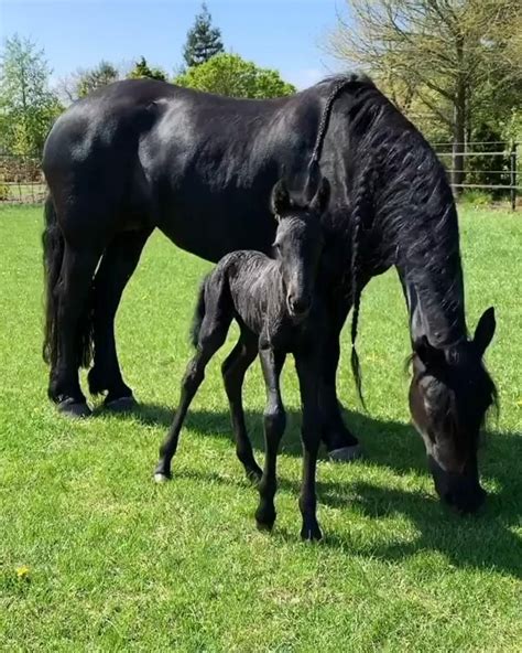 1 Day Old And Already So Brave 💗 Video In 2020 Cute Baby Horses