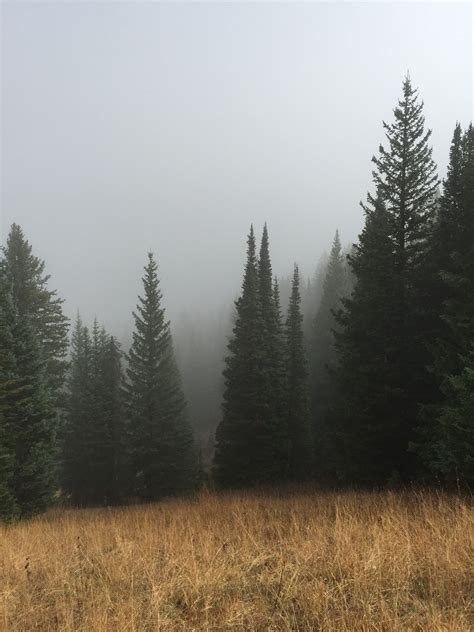 Green Pine Trees Below A Cloudy Sky Forest Pictures Nature Nature