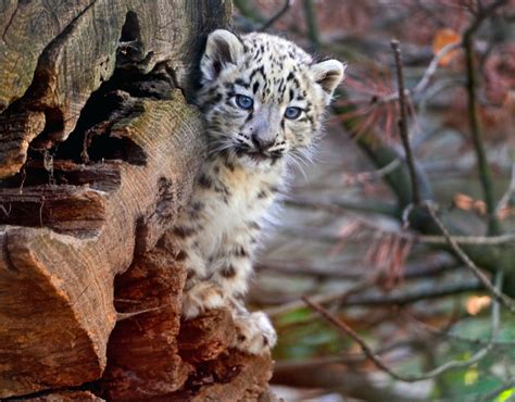 Snow Leopard Cub Glassy Blue Eyes And Soft Light Fur The Endangered
