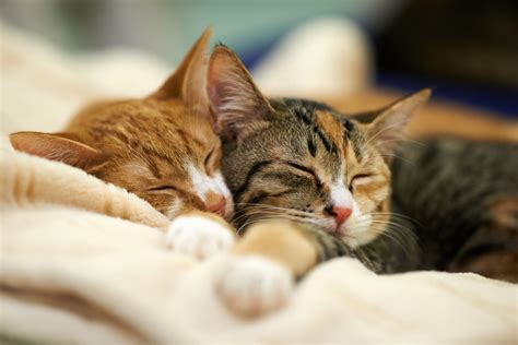 How Much Do Cats Sleep Pet Tips And Tricks