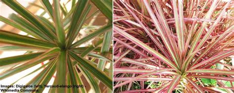 Most grow strongly upright with long, straplike leaves variegated with white, cream, or. Dracaena Marginata Plant Care: How to Grow Dragon Tree