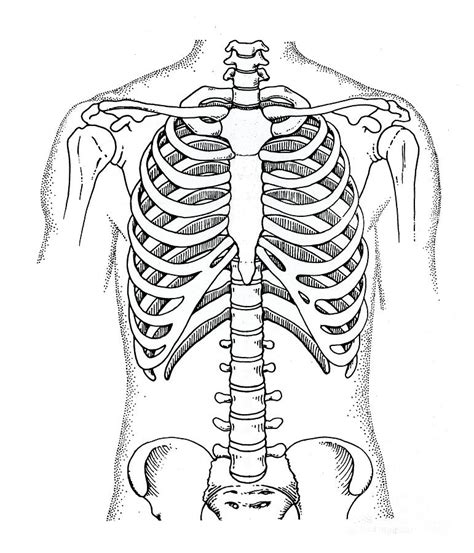 The rib cage has three important functions: Rib Cage Photograph by Microscape/science Photo Library